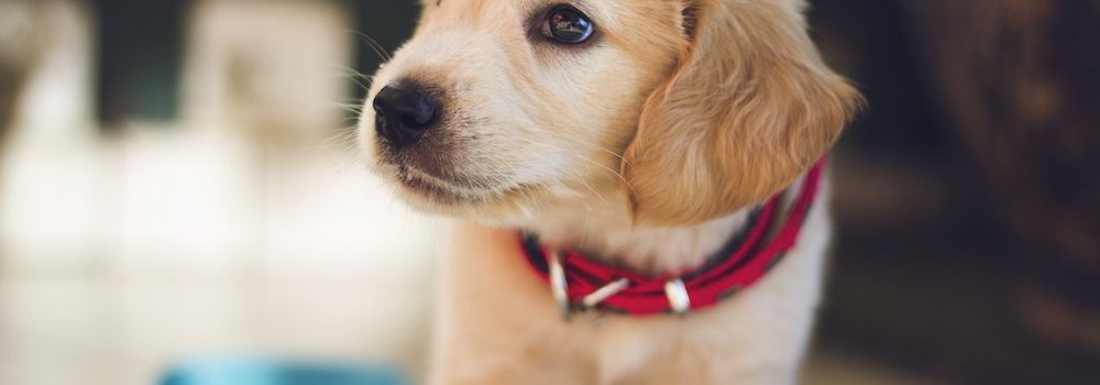 pet health insurance Owasso OK